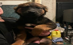 Mixed Breed dogs for sale: Rottweiler x Akita  mastiff pups - Advert 22
