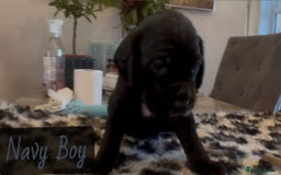 Mixed Breed dogs for sale: Cocker Spaniel cross Labrador - Image 8