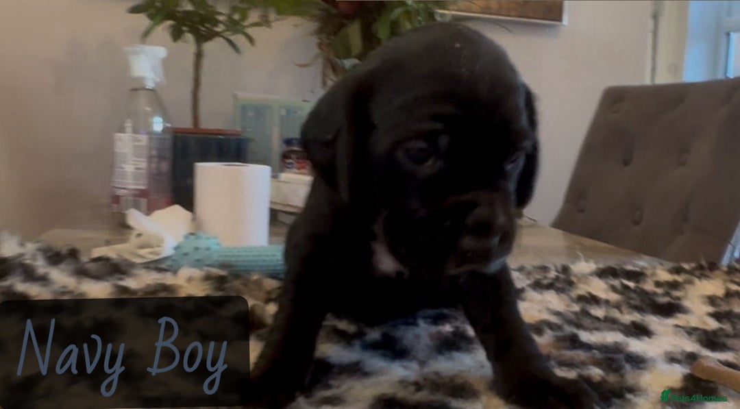 Mixed Breed dogs for sale: Cocker Spaniel cross Labrador - Image 8