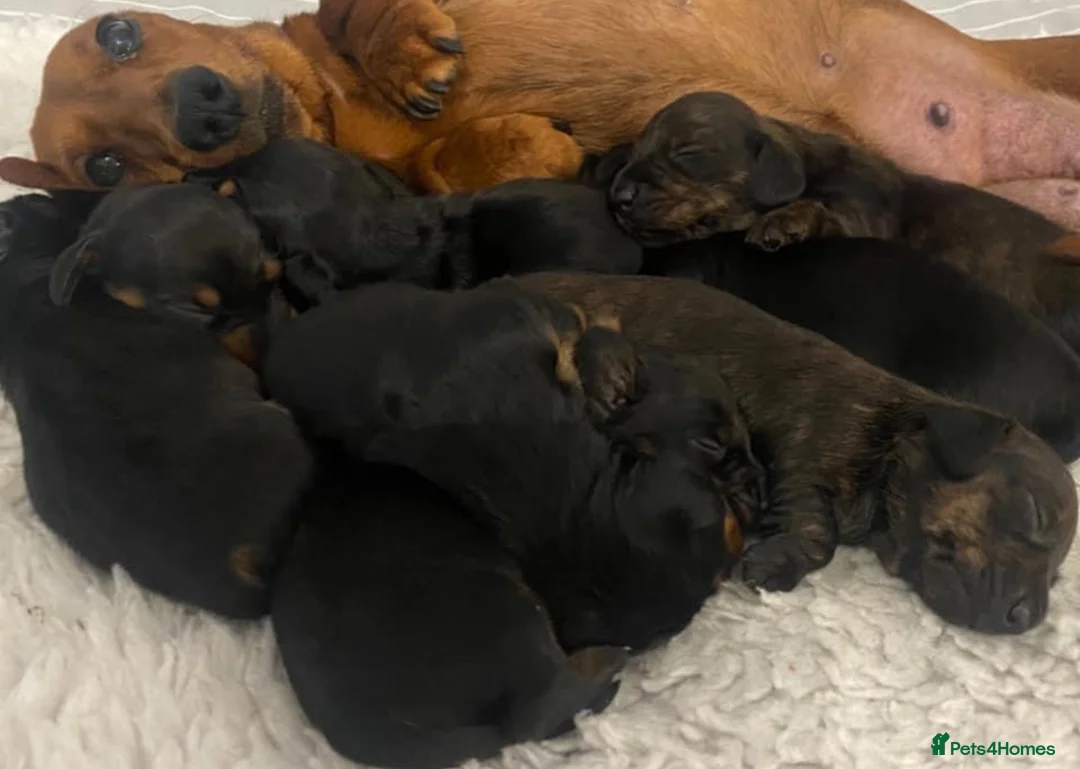 Miniature Dachshund dogs for stud: Kc reg IVDD screened pra clear mini smooth  in Newton Abbot - Advert 15