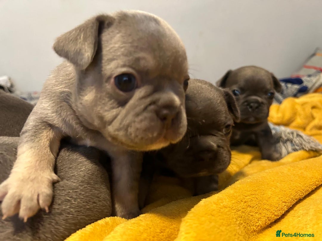 French Bulldog dogs for sale: 🐾 Adorable French Bulldog Puppies for Sale 🐾 - Image 18
