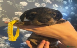 Dachshund dogs for sale: Kc registered standard wirehaired dachshund  - Image 15