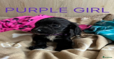 Cocker Spaniel dogs - Advert 9