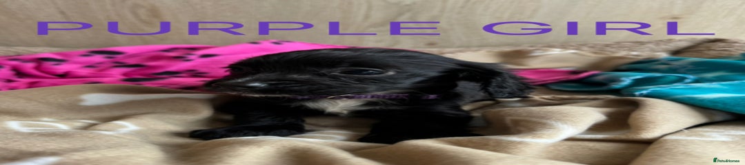 Purple girl 