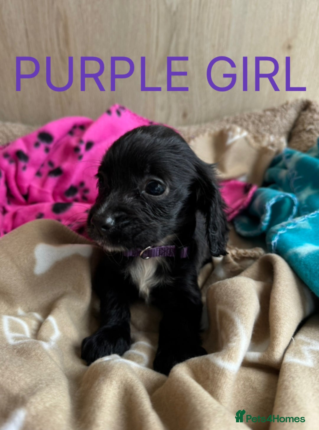 Cocker Spaniel dogs for sale: 5 beautiful kc working cocker spaniels  - Image 3