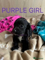 Cocker Spaniel dogs - Advert 9