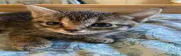 Domestic Shorthair cats for sale: Female Tabby Domestic Shorthair Kitten - Advert 3