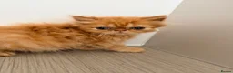 Persian cats for sale: Exotic long haired Persian kittens  in Bolton - Advert 10