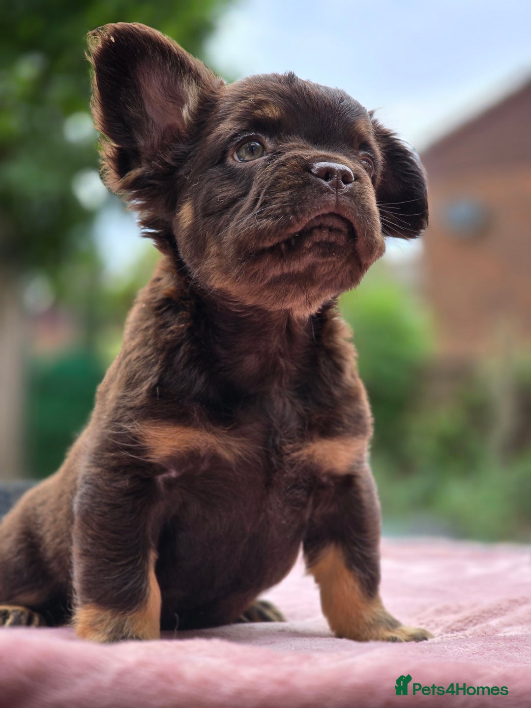 French Bulldog dogs for sale: Fluffy french bulldogs carrying Pink - Image 26