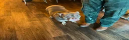 American Bulldog dogs for sale: pocket bulldog for sale  - Advert 3
