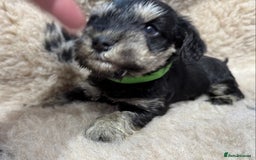 Miniature Schnauzer dogs for sale: Beautiful miniature schnauzers pups - Image 3