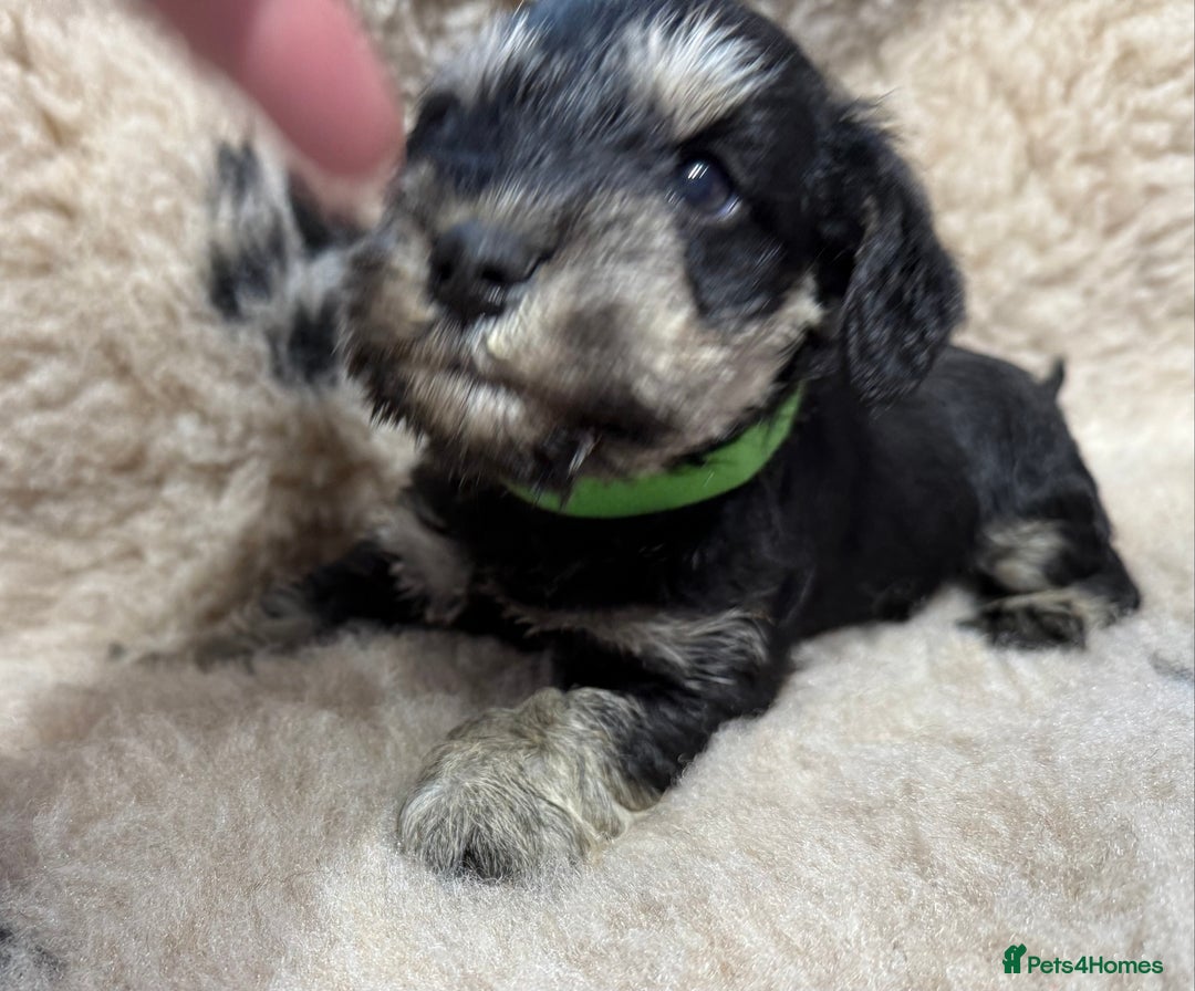 Miniature Schnauzer dogs for sale: Beautiful miniature schnauzers pups - Image 3