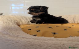 Yorkshire Terrier dogs for sale: Adorable Yorkshire terrier puppies available  - Image 18