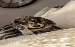 Miniature Dachshund dogs for sale: 🐾Stunning miniature dachshunds🐾 - Image 20