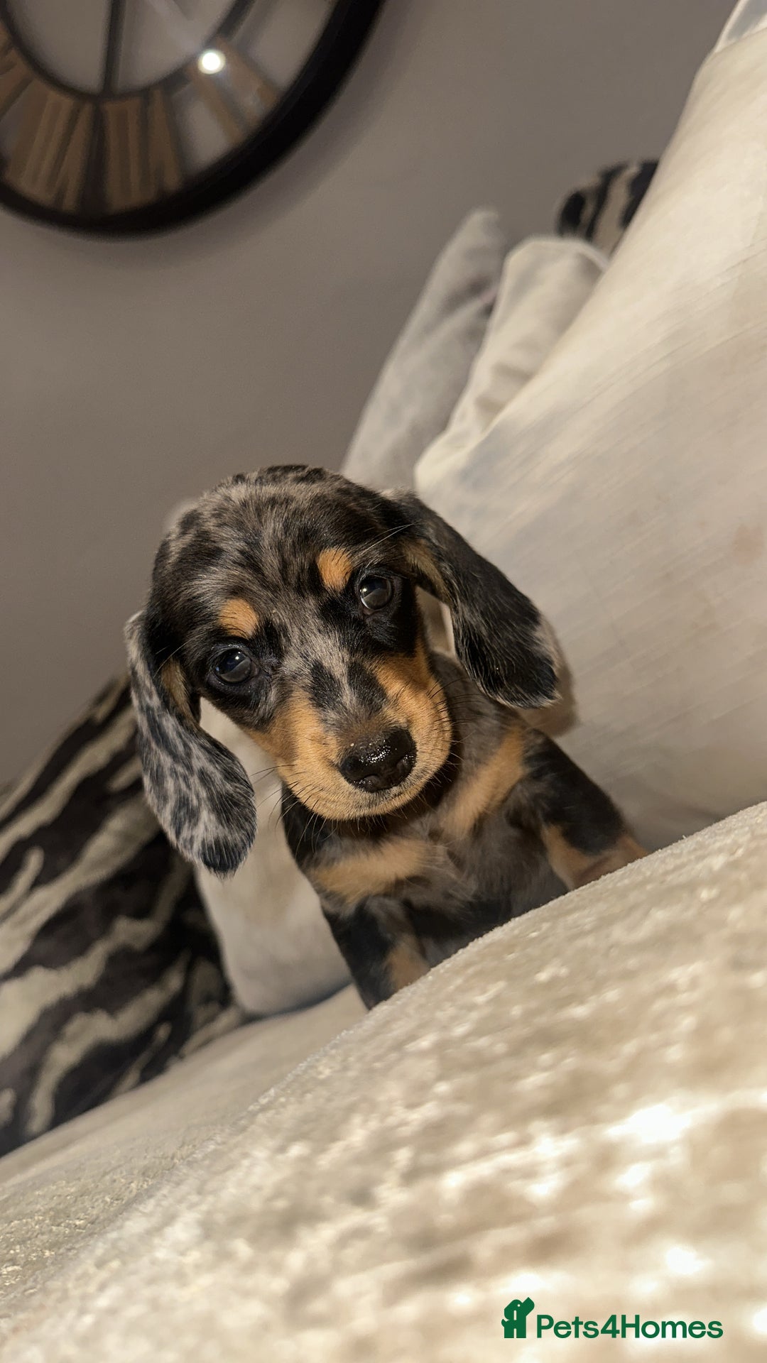 Miniature Dachshund dogs for sale: 🐾Stunning miniature dachshunds🐾 - Image 20