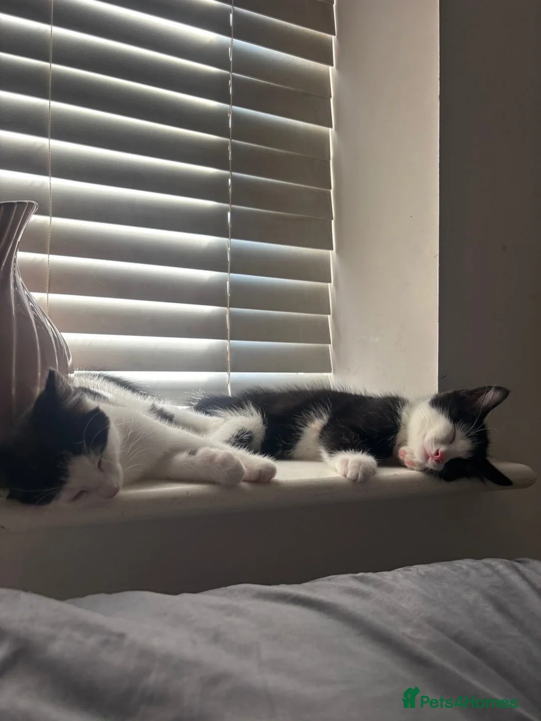 Mixed Breed cats for sale: lovely siblings male and female - Advert 10
