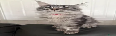 Maine Coon Kitten 7