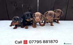Miniature Dachshund dogs for sale: Dachshund puppies 5Boys  - Image 3