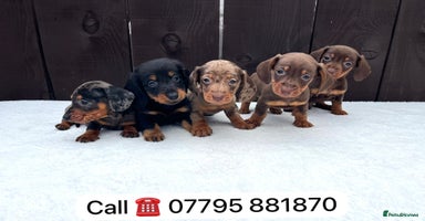 Miniature Dachshund dogs - Advert 15