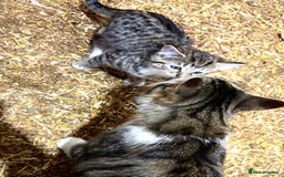 Mixed Breed cats for sale: Gorgeous Part Siberian cross British shorthair  - Image 9
