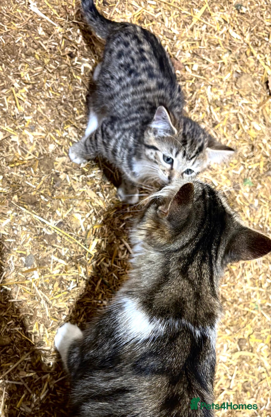 Mixed Breed cats for sale: Gorgeous Part Siberian cross British shorthair  - Image 9