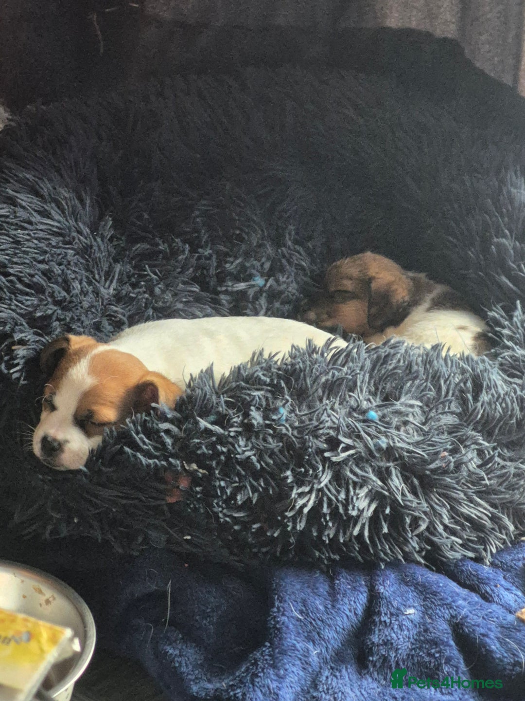 Mixed Breed dogs for sale: Puppies  - Advert 3