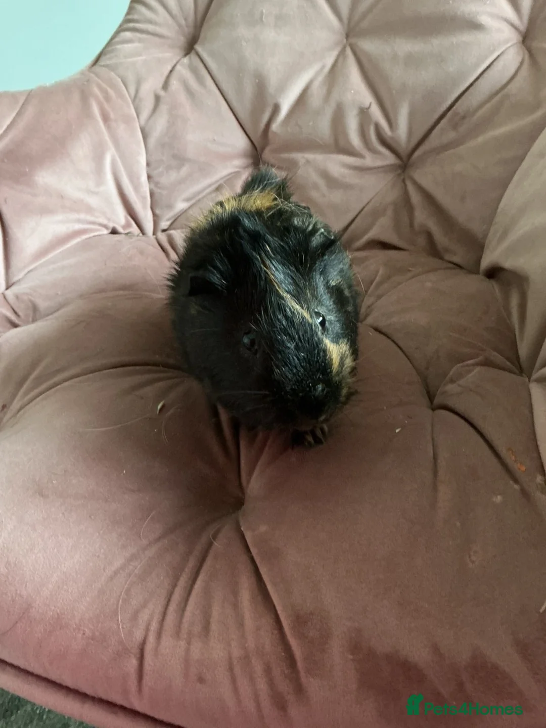 Guinea Pig rodents for sale: 3 boars for sale  in Matlock - Advert 3