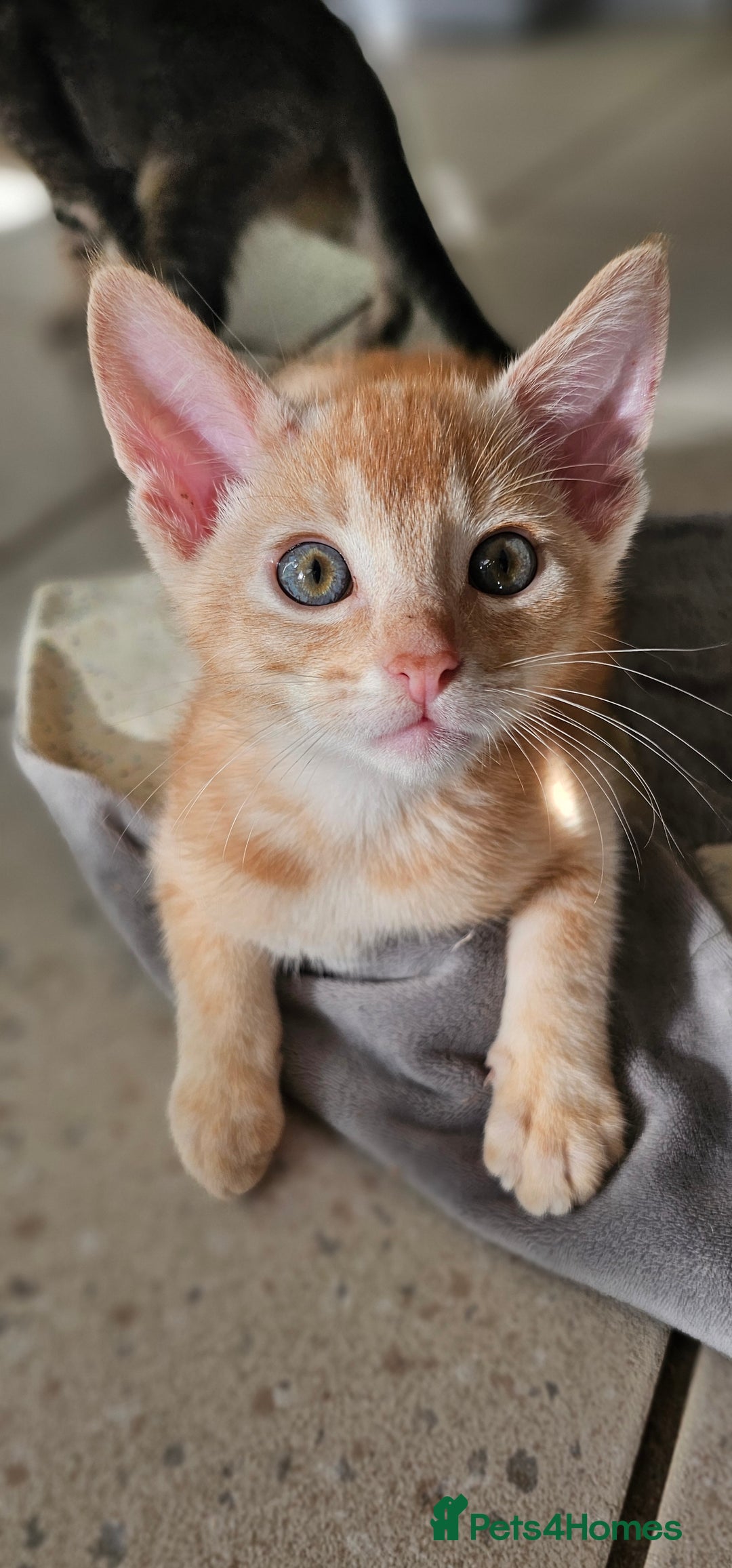 Abyssinian cats for sale: All kittens reserved, thank you 😻 - Image 39