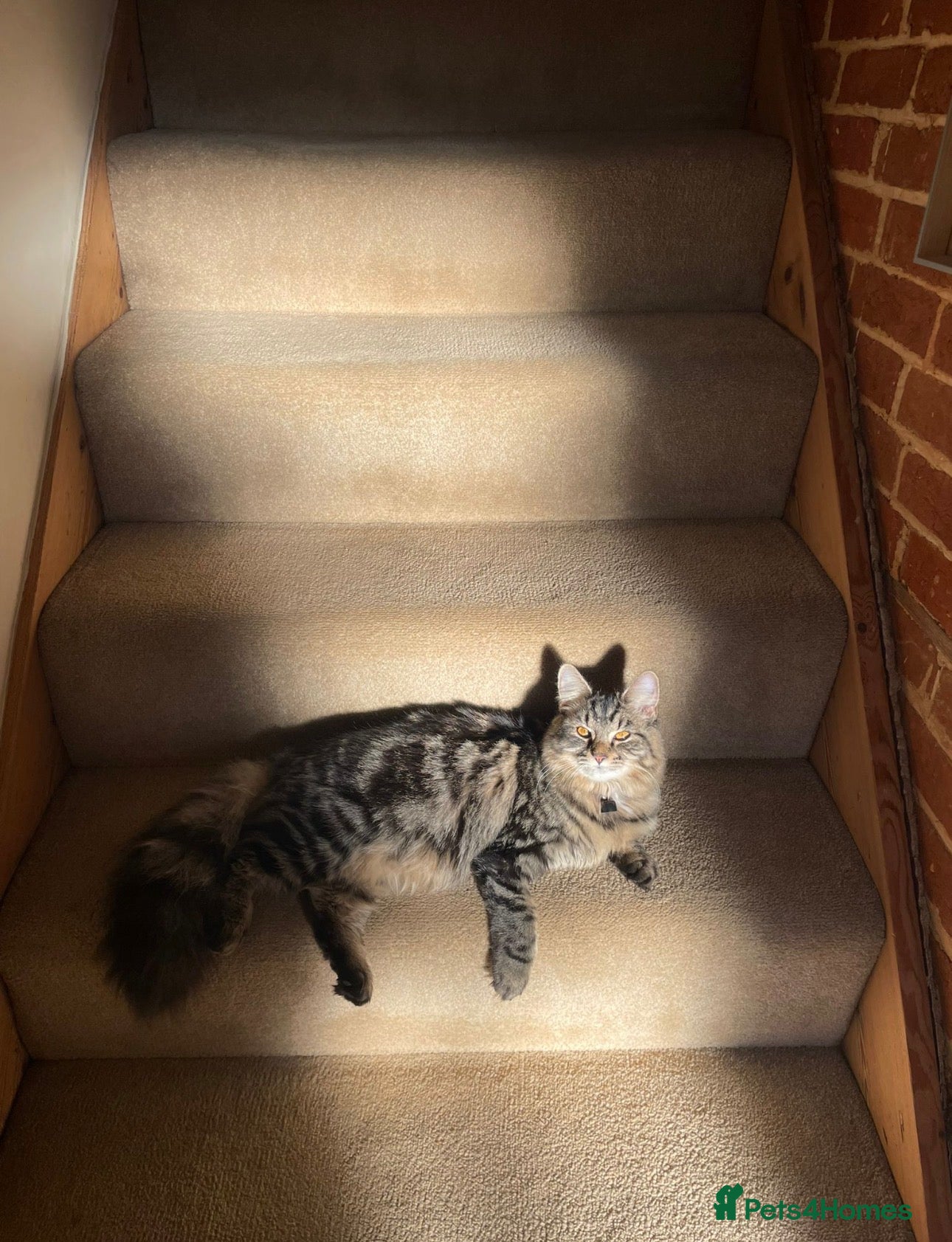 British Longhair cats for sale: Luna’s beautiful British longhair kittens 🐾🥰 in Bury Saint Edmunds - Advert 10