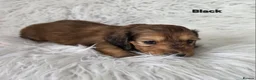 Miniature Dachshund dogs for sale: STUNNING KC SHADED RED LONG HAIR - Advert 24