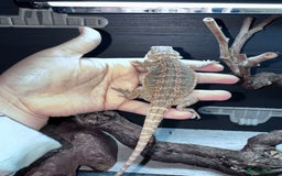 Bearded Dragon reptiles for sale: Bearded dragons babies&adults possible full setup - Advert 6