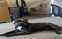 Staffordshire Bull Terrier dogs for stud: Champion Bloodline Blue Staffs For Stud 💎 - Image 4