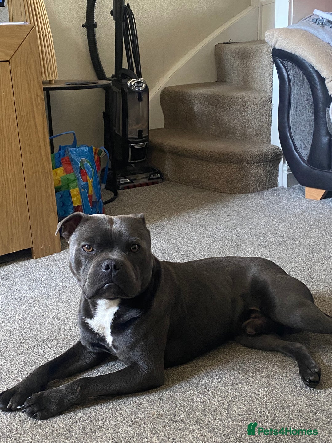 Staffordshire Bull Terrier dogs for stud: Champion Bloodline Blue Staffs For Stud 💎 - Image 4