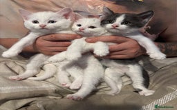Mixed Breed cats for sale: 3 kitten for sale - Image 1