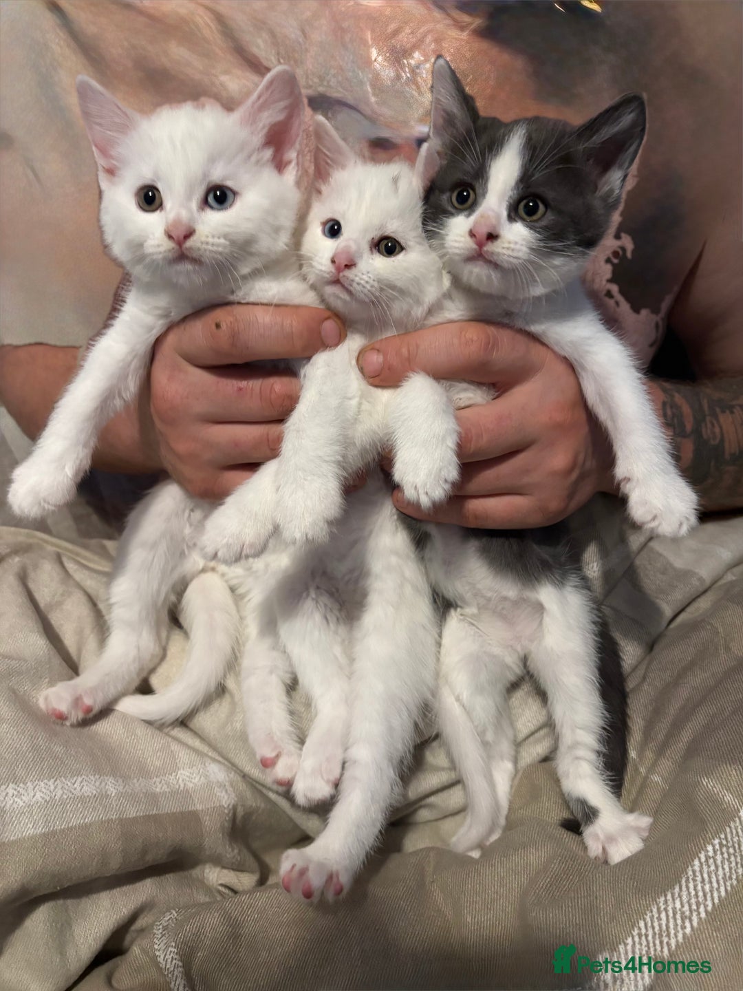 Mixed Breed cats for sale: 3 kitten for sale - Image 1