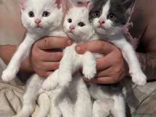 Mixed Breed cats - Advert 1