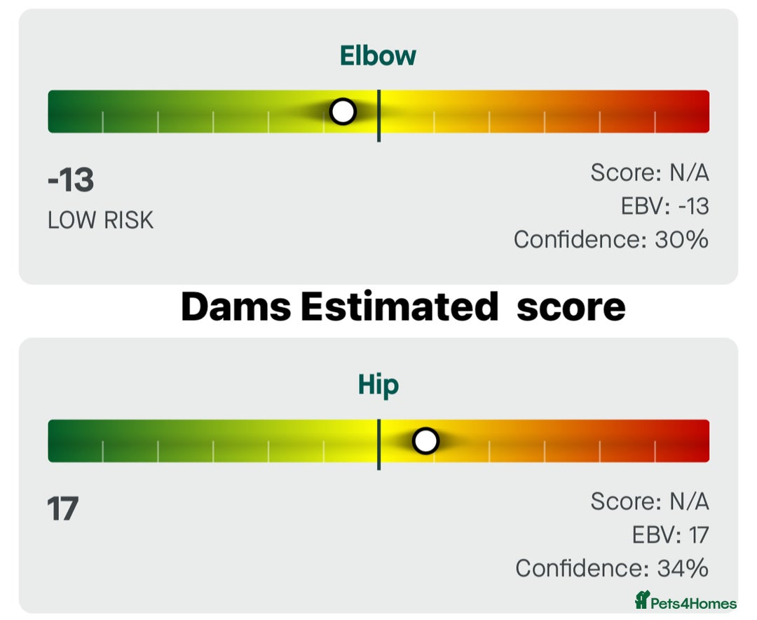 Newfoundland dogs for sale: Stunning Newfoundland Puppies Kc Reg 🐾  - Advert 13