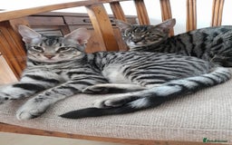 Savannah cats for sale: Full Pedigree TICA reg Savannah Girl Kitten - Image 3