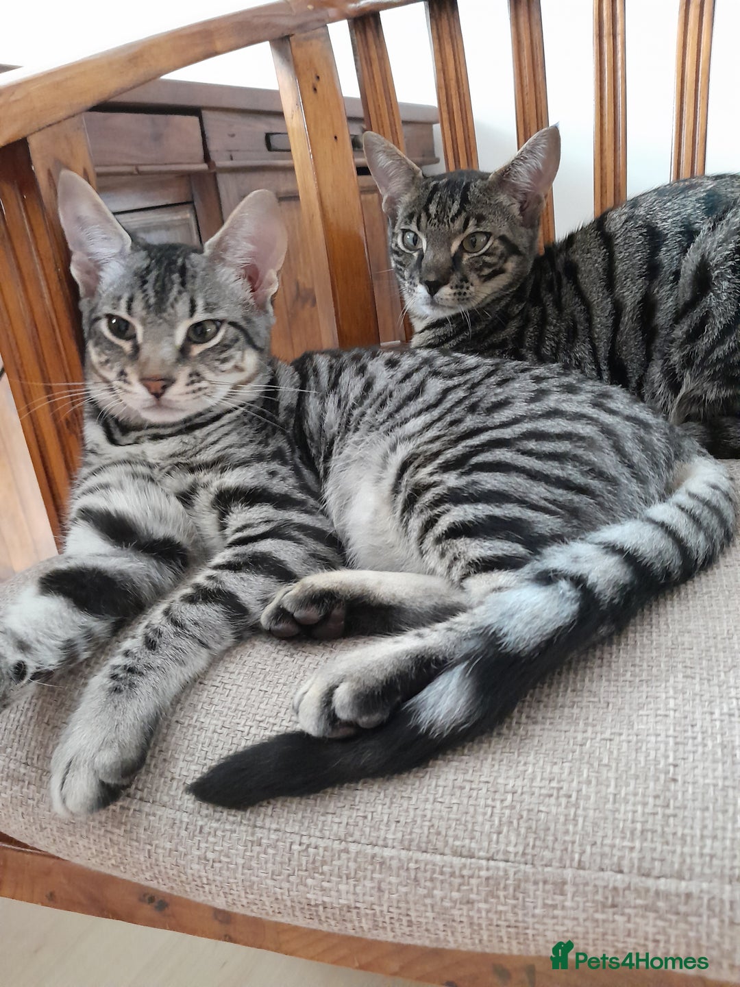 Savannah cats for sale: Full Pedigree TICA reg Savannah Girl Kitten - Image 3