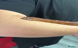 Corn Snake reptiles for sale: Beautiful male corn snake - Image 8