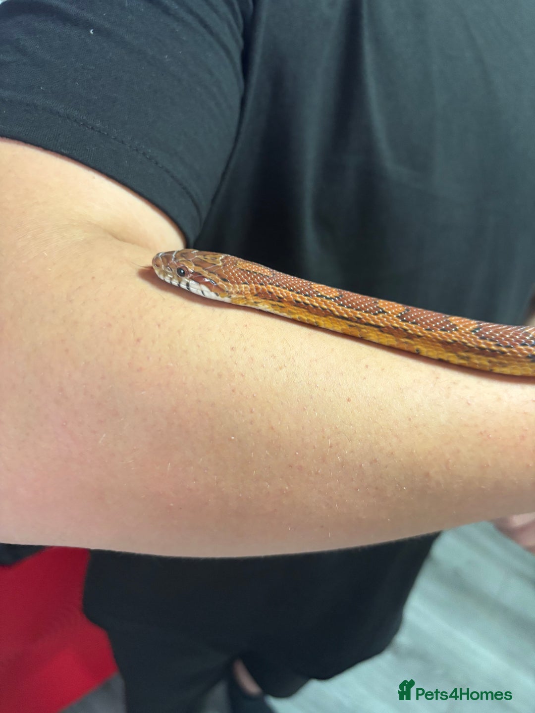 Corn Snake reptiles for sale: Beautiful male corn snake - Image 8