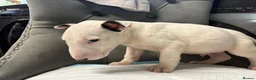 English Bull Terrier dogs for sale: Two beautiful English bull terrier puppies  - Advert 13