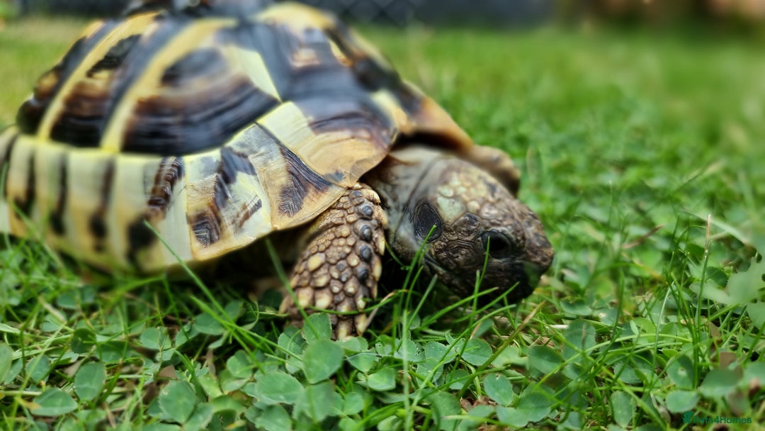Tortoise reptiles for sale: Testudo Hermanni -tortoise for sale 7 years old - Image 16
