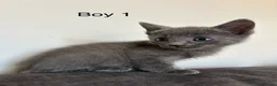 Mixed Breed cats for sale: Stunning kittens available ready now  - Advert 30