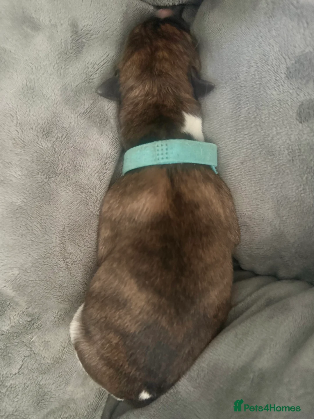 Whippet dogs for sale: Six Stunning Whippet Puppies in Mansfield - Advert 9