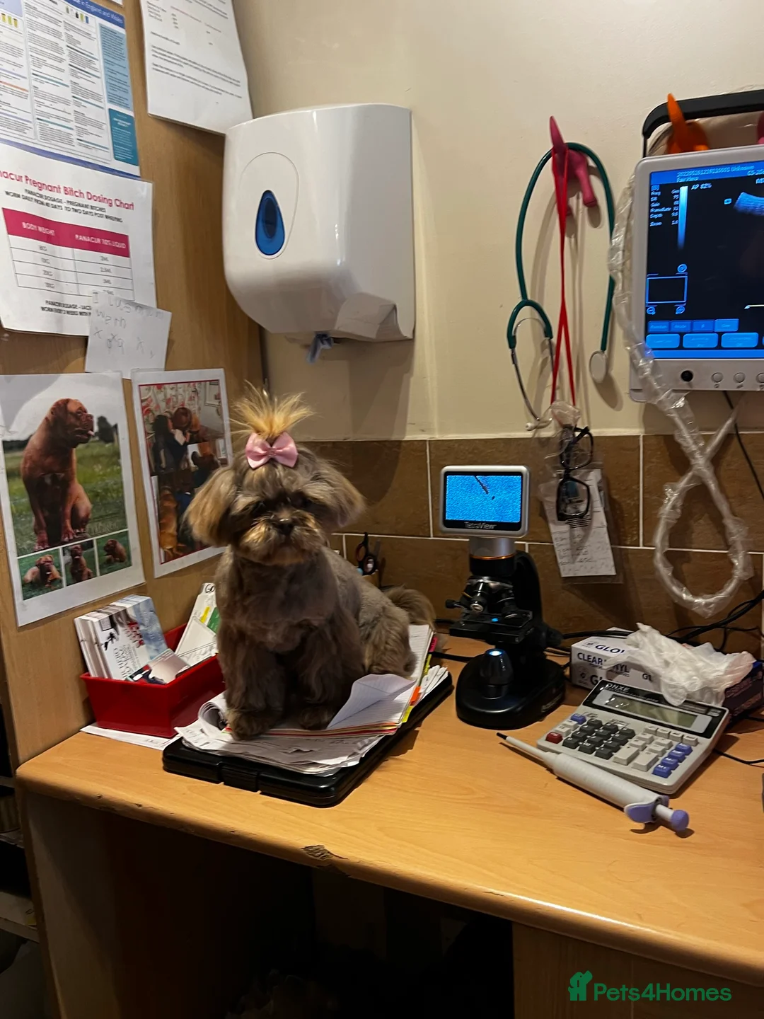 Shih Tzu dogs for stud: Beautiful KC Registered Lilac Shih Tzu in Doncaster - Advert 6