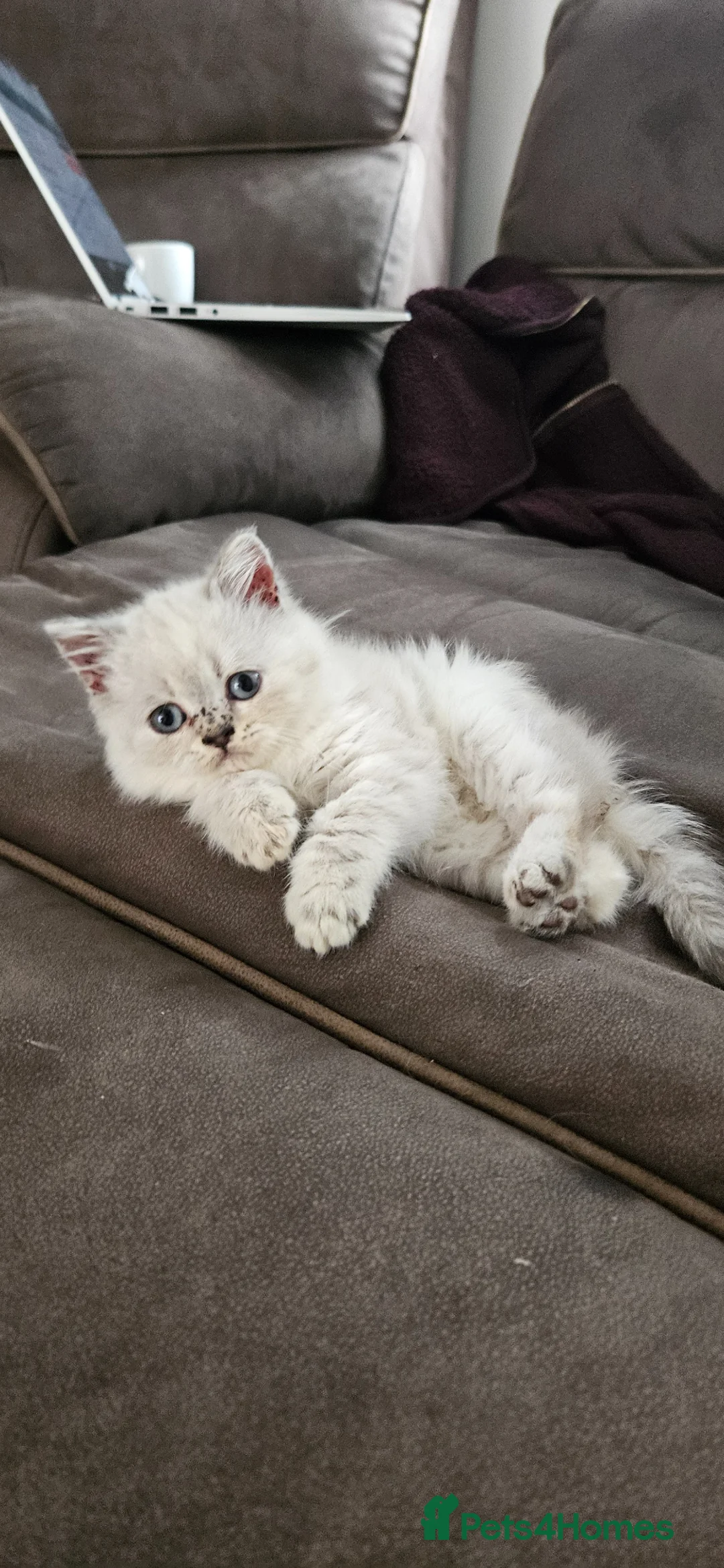 British Shorthair cats for sale: Kittens looking for their forever family. - Advert 10
