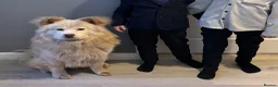 Mixed Breed dogs for sale: Chowsky in Gosport - Advert 1