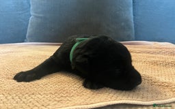 Mixed Breed dogs for sale: 3/4 lab 1/4 collie puppies  in Whitby - Image 18