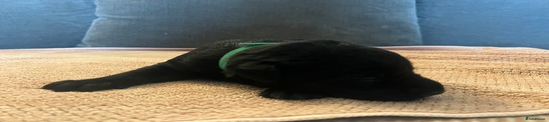 Green collar